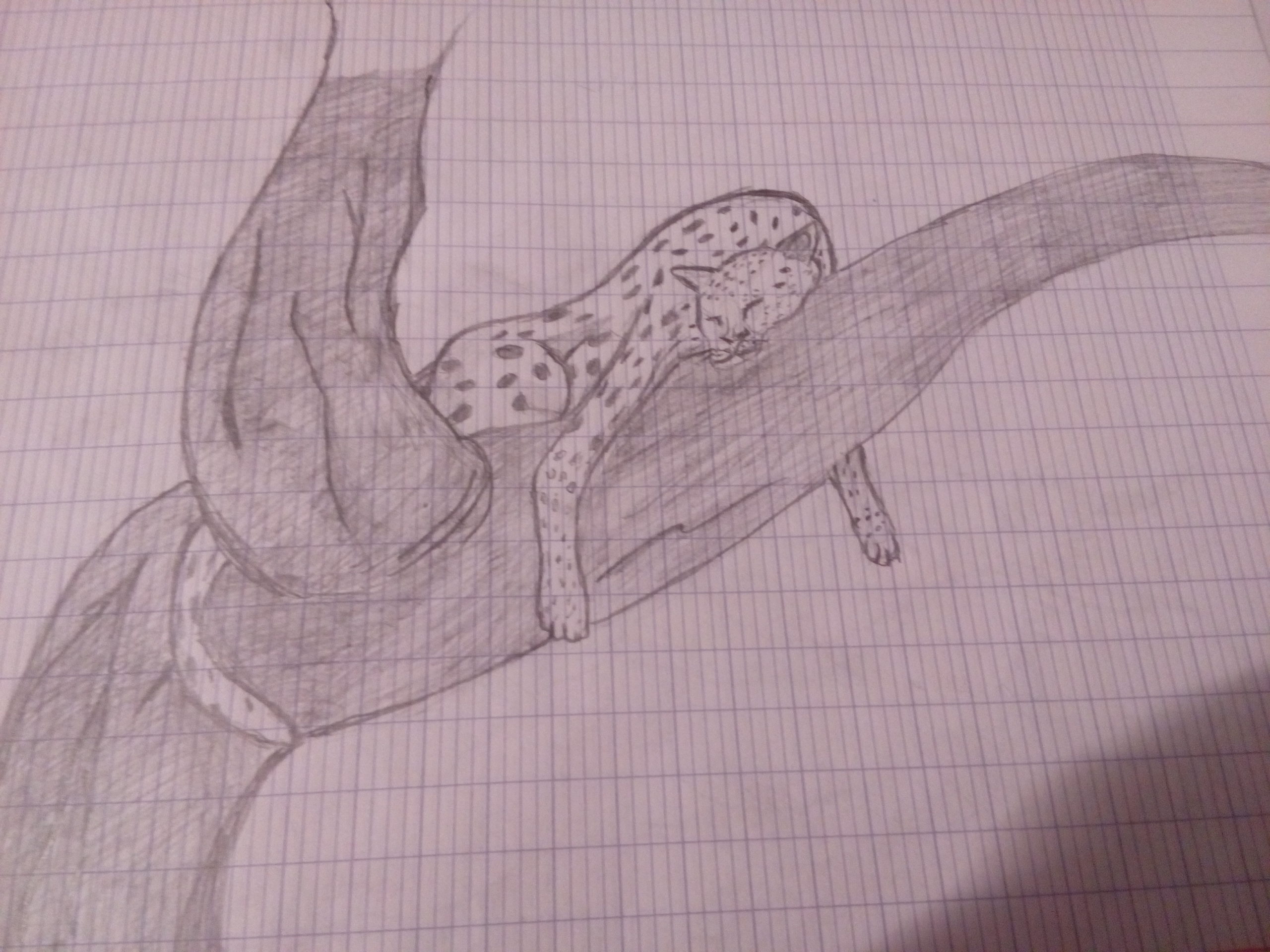 pantere arbre dessin crayon