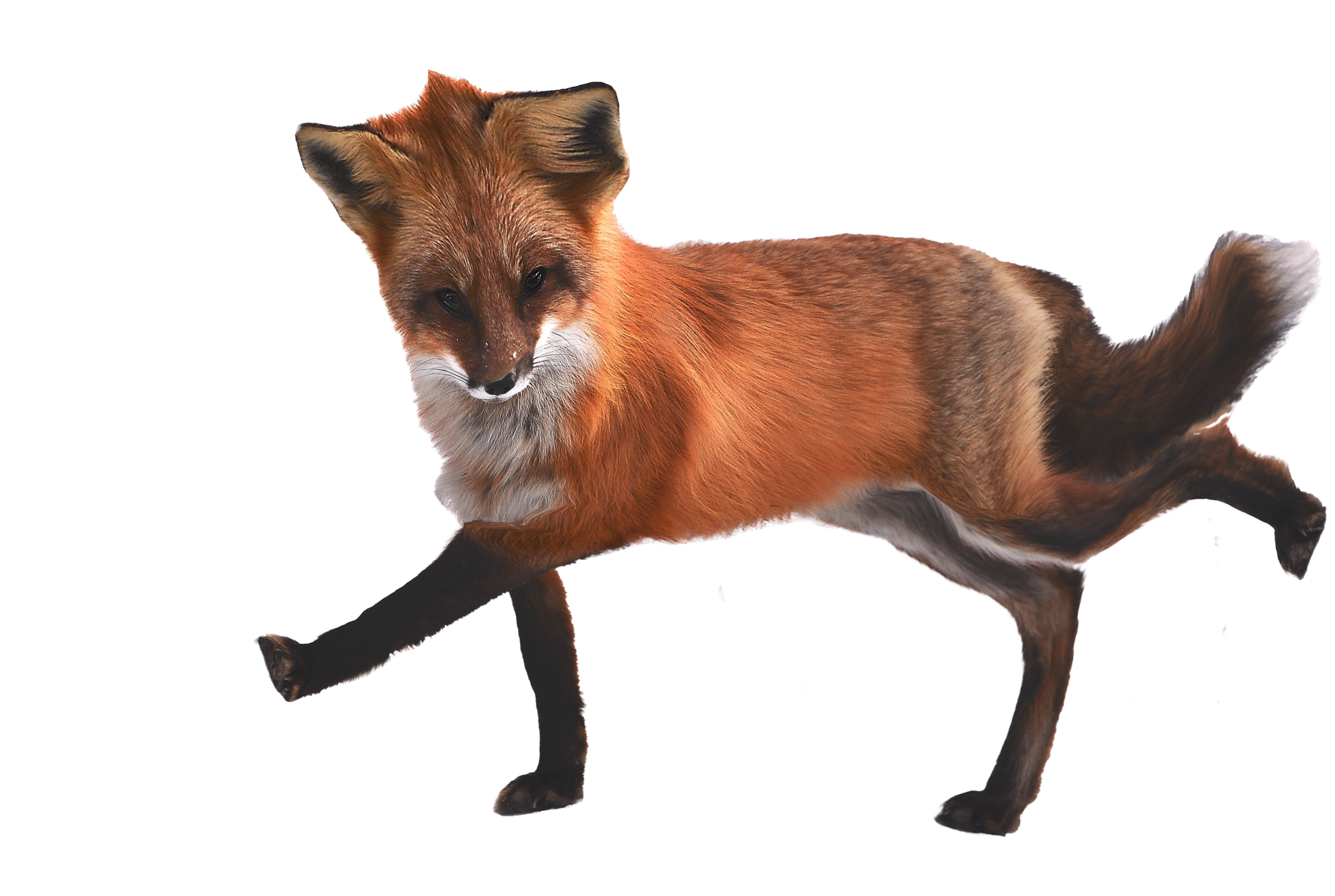 deformation marionnette renard bouclainville web designer
